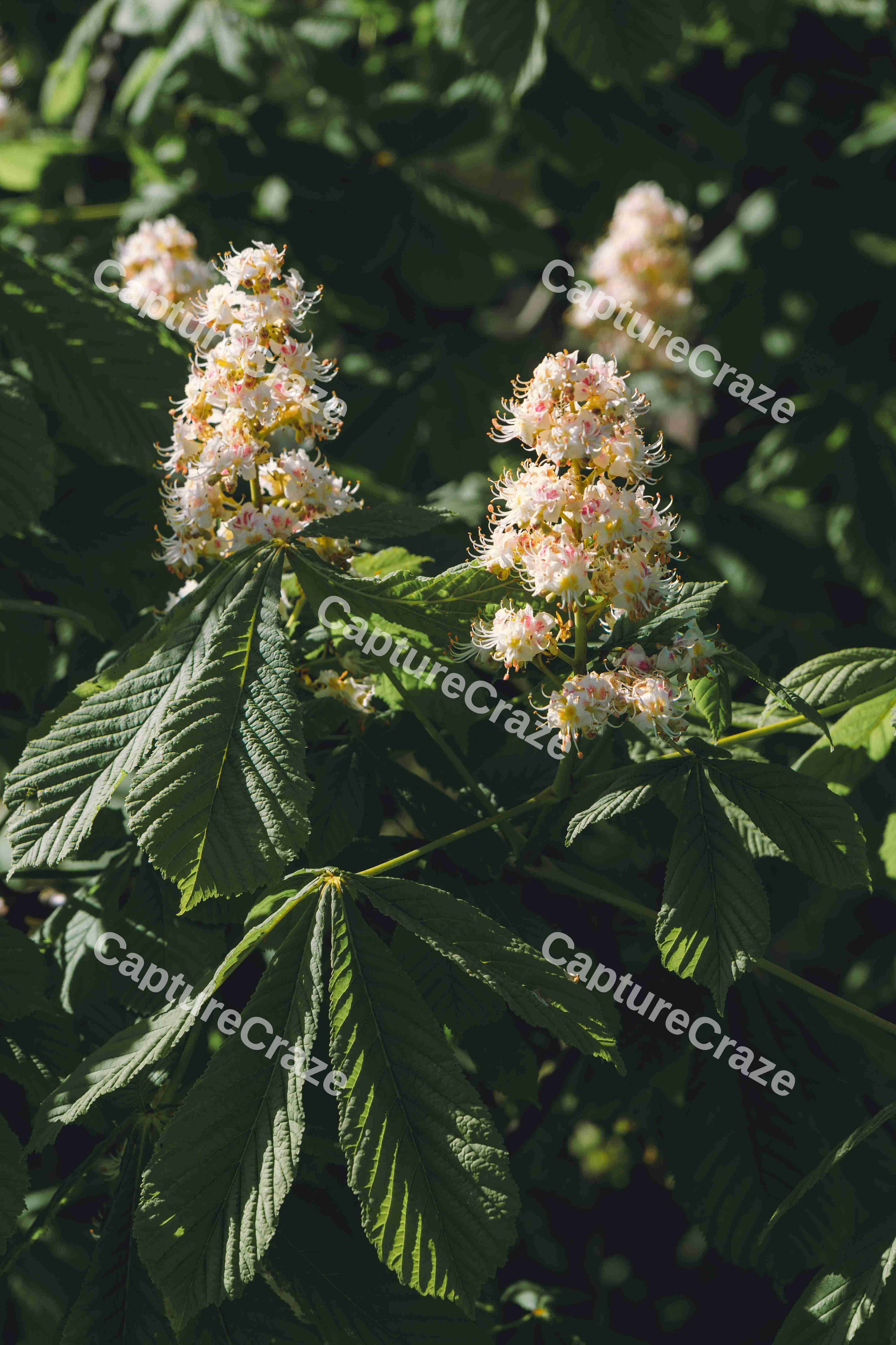 Chestnut Tree In The Spring (Variation)